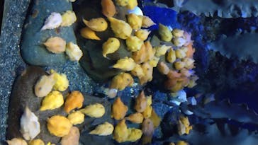 新江ノ島水族館に投稿された画像（2020/8/13）