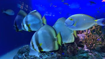 新江ノ島水族館に投稿された画像（2020/8/13）