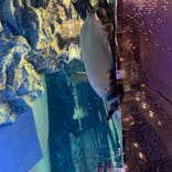 すみだ水族館に投稿された画像（2020/8/13）