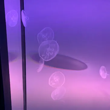 すみだ水族館に投稿された画像（2020/8/13）