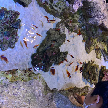 すみだ水族館に投稿された画像（2020/8/13）