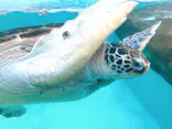 仙台うみの杜水族館に投稿された画像（2020/8/13）