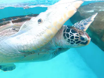 仙台うみの杜水族館に投稿された画像（2020/8/13）