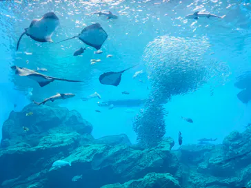 仙台うみの杜水族館に投稿された画像（2020/8/13）