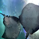 新江ノ島水族館に投稿された画像（2020/8/13）