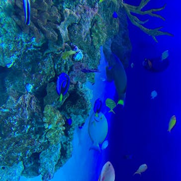 新江ノ島水族館に投稿された画像（2020/8/13）