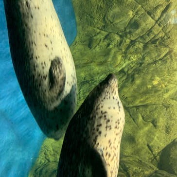 新江ノ島水族館に投稿された画像（2020/8/13）