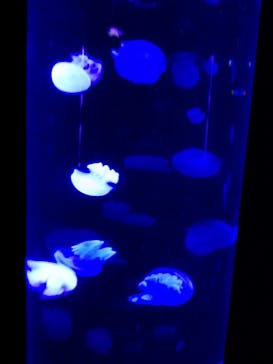 サンシャイン水族館に投稿された画像（2020/8/13）