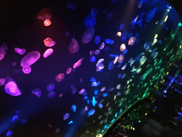 すみだ水族館に投稿された画像（2020/8/13）