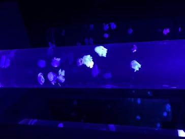 サンシャイン水族館に投稿された画像（2020/8/13）