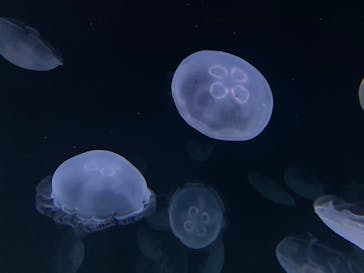 サンシャイン水族館に投稿された画像（2020/8/13）