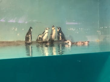 マリンワールド海の中道に投稿された画像（2020/8/13）