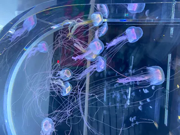 すみだ水族館に投稿された画像（2020/8/13）