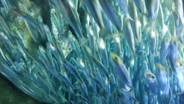 サンシャイン水族館に投稿された画像（2020/8/13）