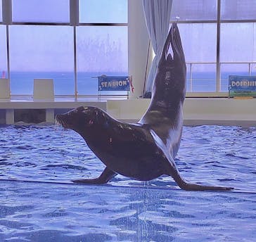 アクアワールド茨城県大洗水族館に投稿された画像（2020/8/13）