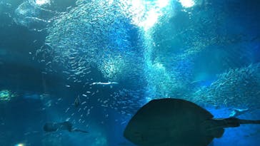 アクアワールド茨城県大洗水族館に投稿された画像（2020/8/13）