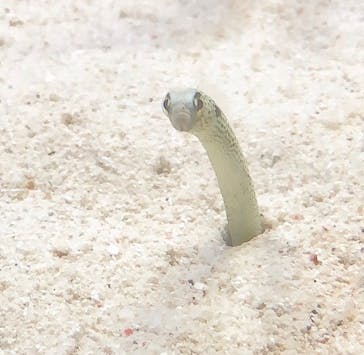 アクアワールド茨城県大洗水族館に投稿された画像（2020/8/13）