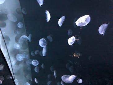 サンシャイン水族館に投稿された画像（2020/8/13）