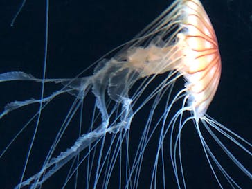 サンシャイン水族館に投稿された画像（2020/8/13）