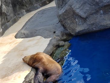 鳥羽水族館に投稿された画像（2020/8/13）