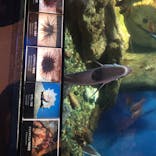 新江ノ島水族館に投稿された画像（2020/8/13）