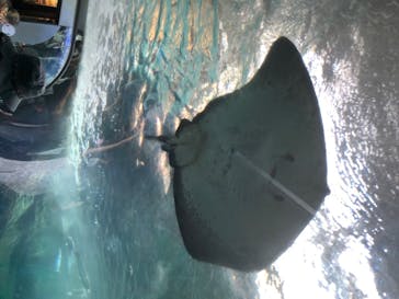 新江ノ島水族館に投稿された画像（2020/8/13）