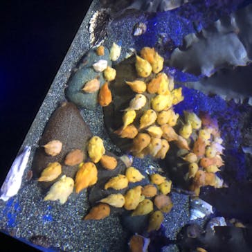 新江ノ島水族館に投稿された画像（2020/8/13）