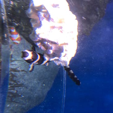 新江ノ島水族館に投稿された画像（2020/8/13）