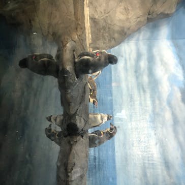 新江ノ島水族館に投稿された画像（2020/8/13）