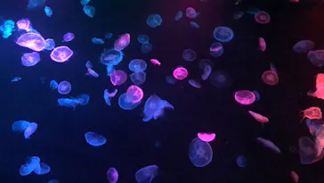 すみだ水族館に投稿された画像（2020/8/13）