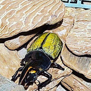 としまえんに投稿された画像（2020/8/13）