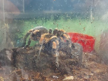 としまえんに投稿された画像（2020/8/13）