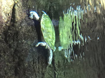 サンシャイン水族館に投稿された画像（2020/8/13）