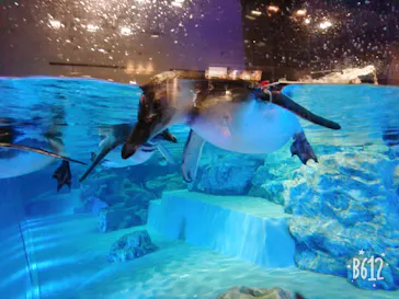 すみだ水族館に投稿された画像（2020/8/13）