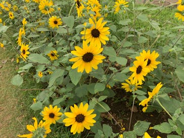 ふなばしアンデルセン公園に投稿された画像（2020/8/13）