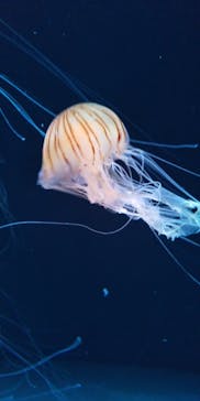 サンシャイン水族館に投稿された画像（2020/8/13）