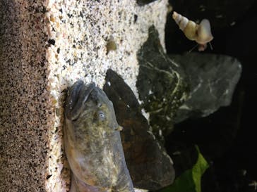 新江ノ島水族館に投稿された画像（2020/8/13）