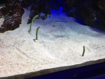 新江ノ島水族館に投稿された画像（2020/8/13）