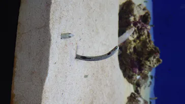 仙台うみの杜水族館に投稿された画像（2020/8/13）