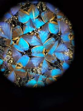 サンシャイン水族館に投稿された画像（2020/8/13）