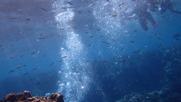 ダイビングショップ Sea Free（シーフリー）に投稿された画像（2020/8/13）