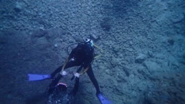 ダイビングショップ Sea Free（シーフリー）に投稿された画像（2020/8/13）