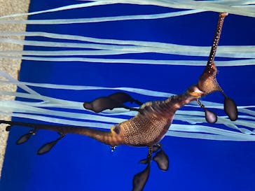 サンシャイン水族館に投稿された画像（2020/8/13）