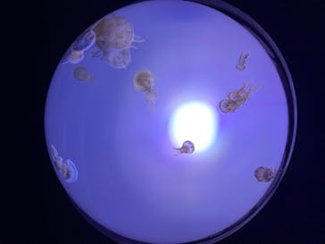 サンシャイン水族館に投稿された画像（2020/8/13）