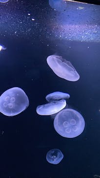 サンシャイン水族館に投稿された画像（2020/8/13）