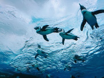 サンシャイン水族館に投稿された画像（2020/8/13）