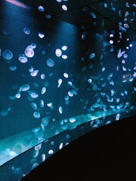 サンシャイン水族館に投稿された画像（2020/8/13）