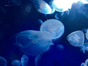 サンシャイン水族館に投稿された画像（2020/8/13）