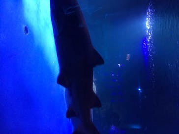 横浜・八景島シーパラダイスに投稿された画像（2020/8/13）