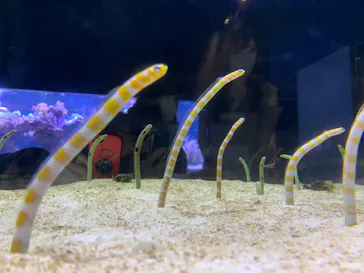 すみだ水族館に投稿された画像（2020/8/13）